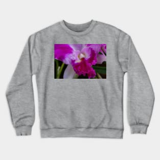 Iris Crewneck Sweatshirt